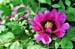 Rockii Peony: LAN HUDIE